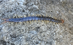 Cormocephalus westwoodi