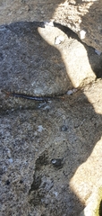 Cormocephalus westwoodi