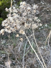 Vernonia lindheimeri