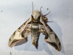 Protambulyx eurycles