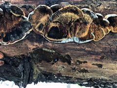 Pseudomerulius curtisii