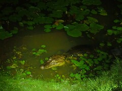 Caiman crocodilus fuscus