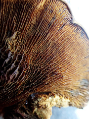 Pseudomerulius curtisii