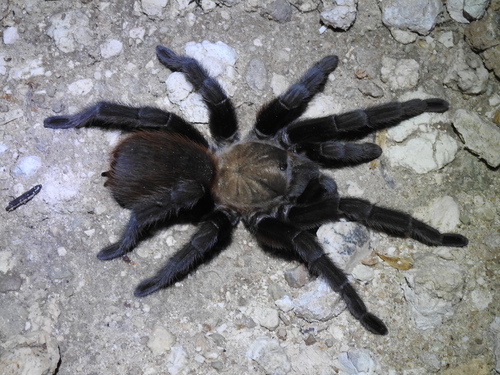Texas Tan Tarantula photo 4