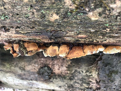 Pseudomerulius curtisii