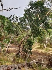 Eucalyptus ovata