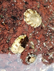 Cellana ornata