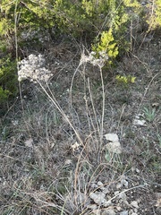 Vernonia lindheimeri