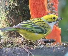 Tangara icterocephala