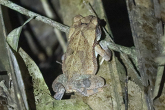 Incilius valliceps