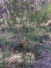 Solanum linearifolium