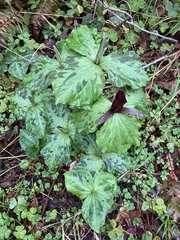 Trillium kurabayashii