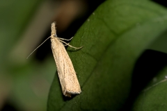 Agriphila straminella