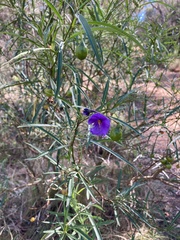 Solanum linearifolium