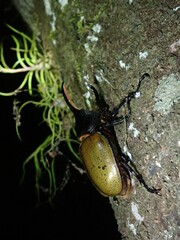 Dynastes septentrionalis