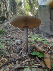 Amanita pekeoides