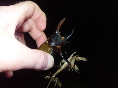 Dynastes septentrionalis