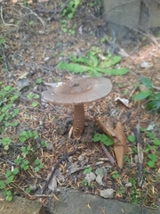 Amanita pekeoides