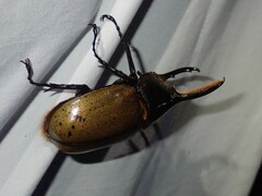 Dynastes septentrionalis