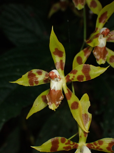 Blotched Oncidium (Oncidium juninense)