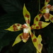 Oncidium juninense - Photo (c) ulsterbotany, some rights reserved (CC BY-NC)