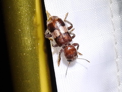 Enoclerus quadrisignatus