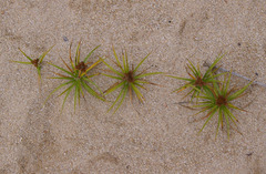 Cyperus pedunculatus
