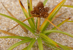 Cyperus pedunculatus