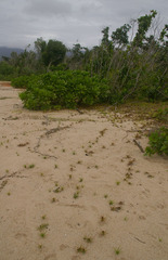 Cyperus pedunculatus