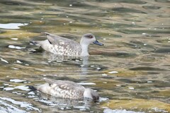 Lophonetta specularioides