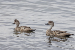 Lophonetta specularioides