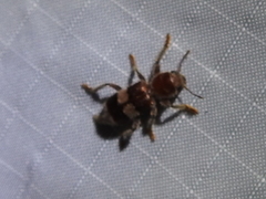 Enoclerus quadrisignatus