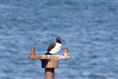 Leucocarbo magellanicus