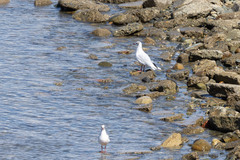 Chroicocephalus maculipennis