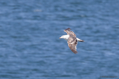 Larus dominicanus