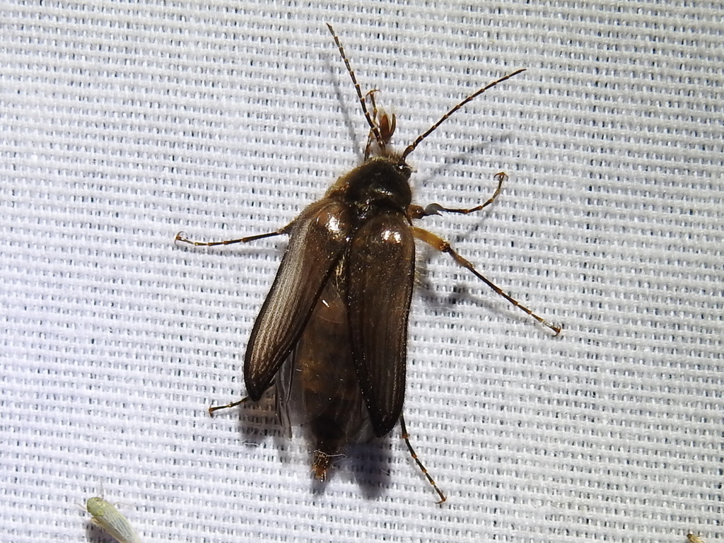 Scaptolenus ocreatus