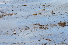 Tachyeres patachonicus