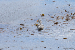 Tachyeres patachonicus