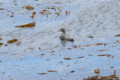 Tachyeres patachonicus