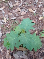 Solanum chrysotrichum