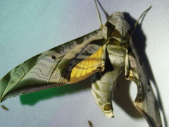 Protambulyx eurycles