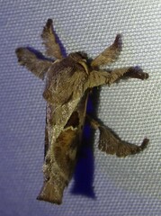 Euclea distrahens