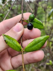 Alyxia stellata