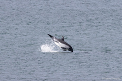 Sagmatias australis