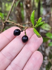Alyxia stellata