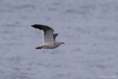Leucophaeus scoresbii