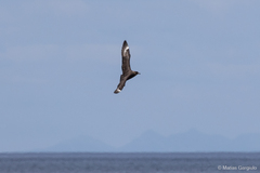 Stercorarius chilensis