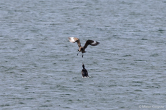 Stercorarius chilensis