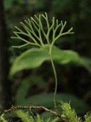Elaphoglossum peltatum