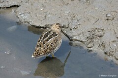 Gallinago magellanica